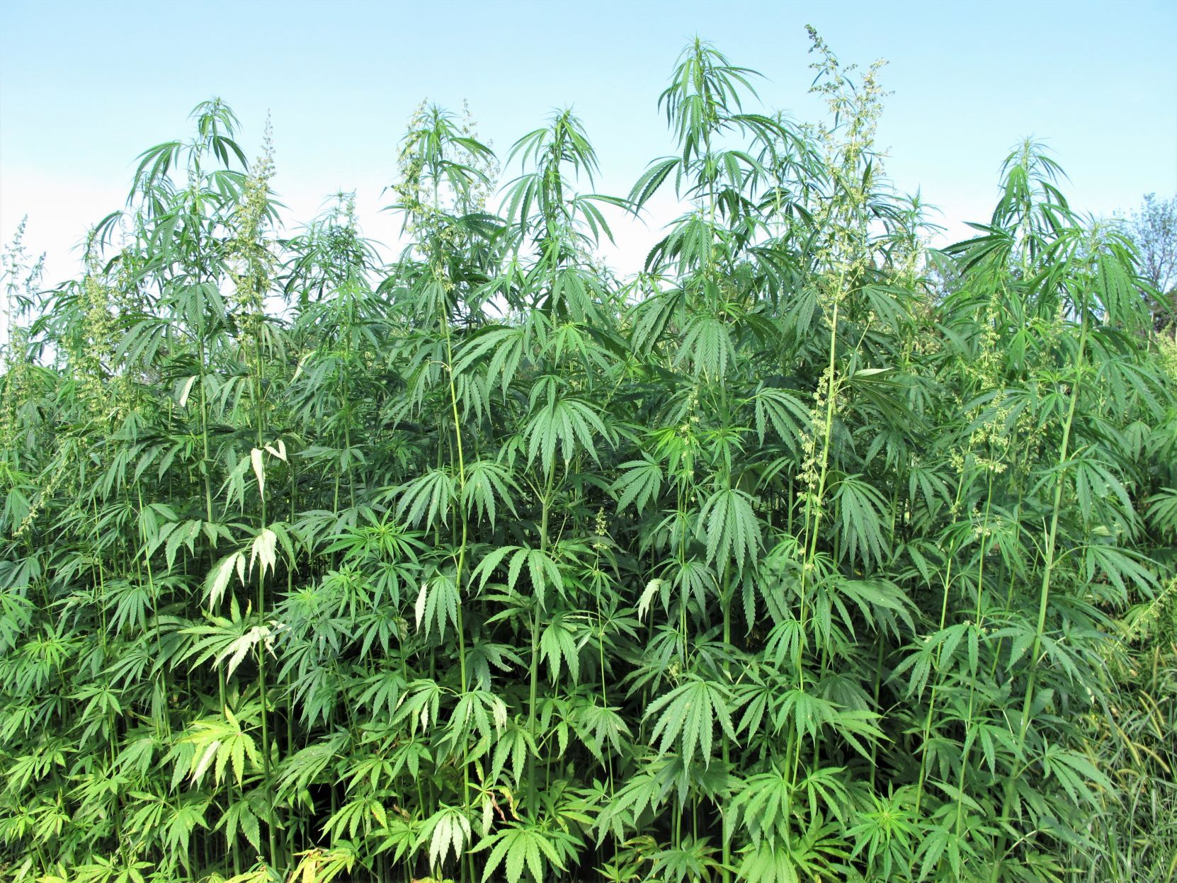 Hemp Kentucky